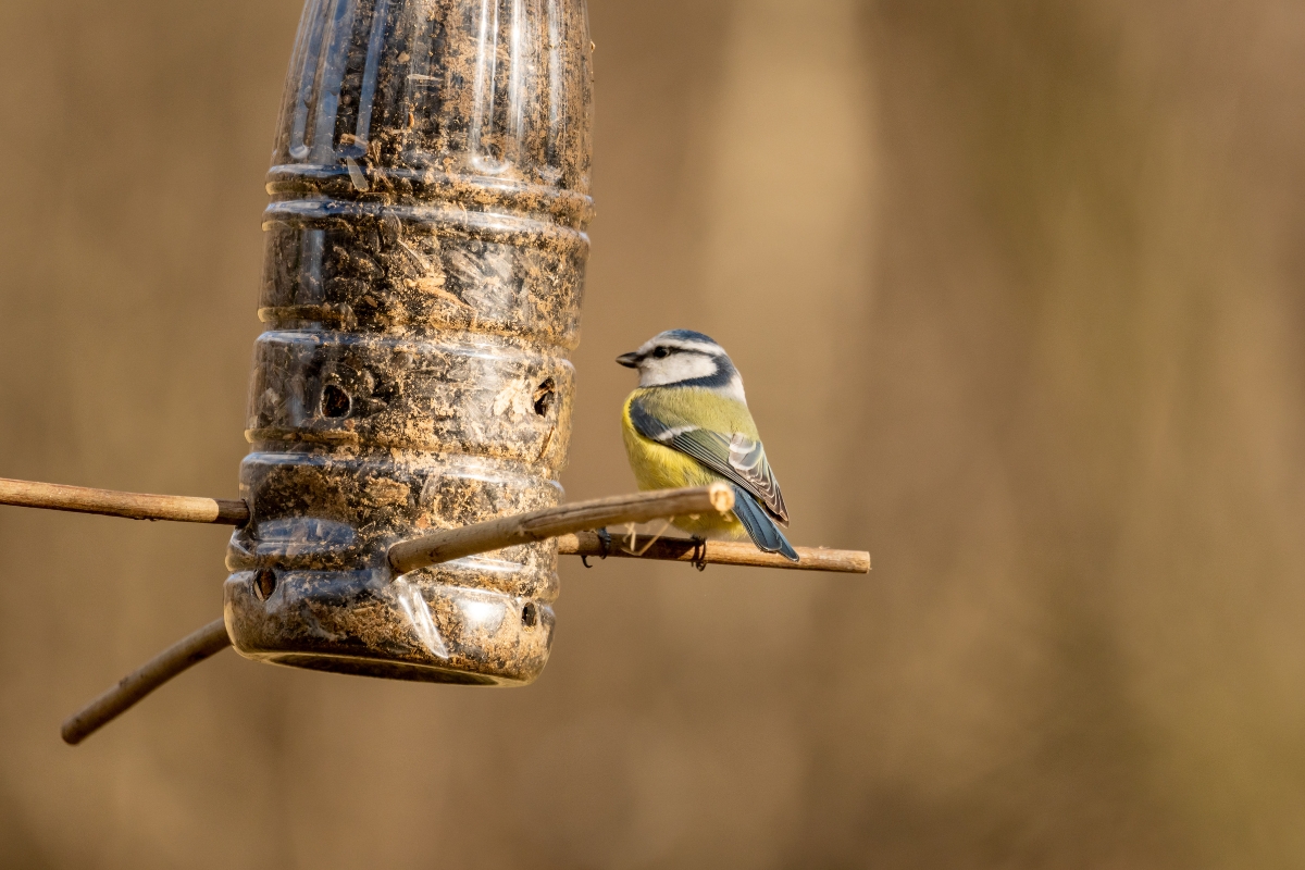 A blue tit bird sitting on a DIY bird feeder made from a plastic bottle and some wooden sticks.