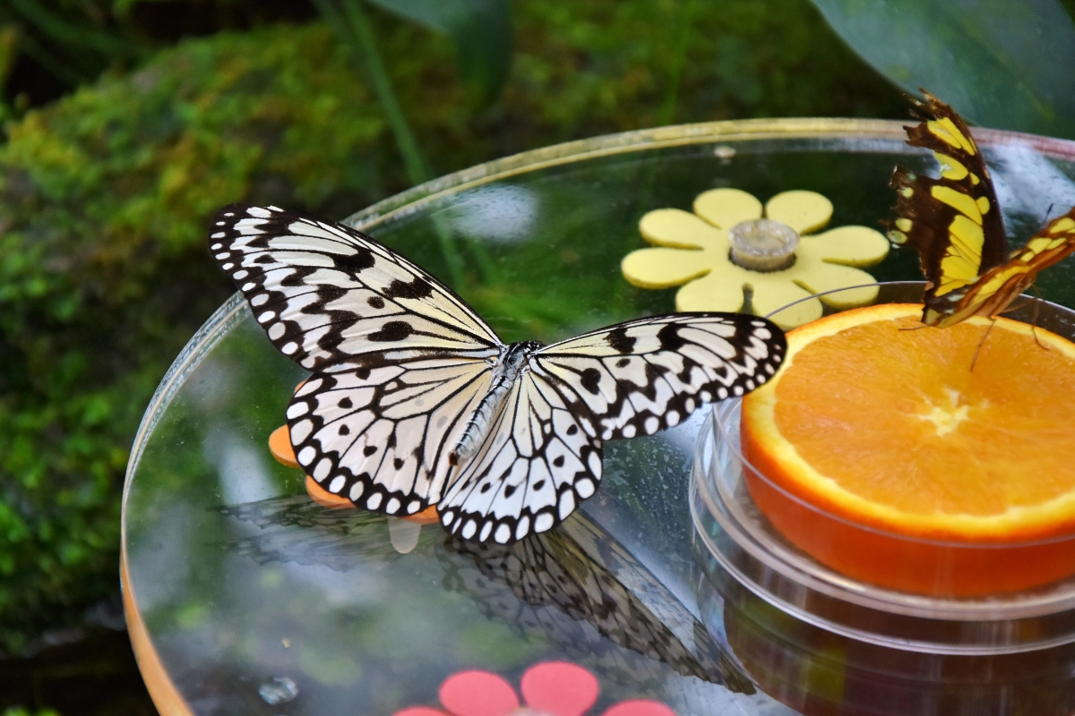 Two butterflies on a table with an orange slice.