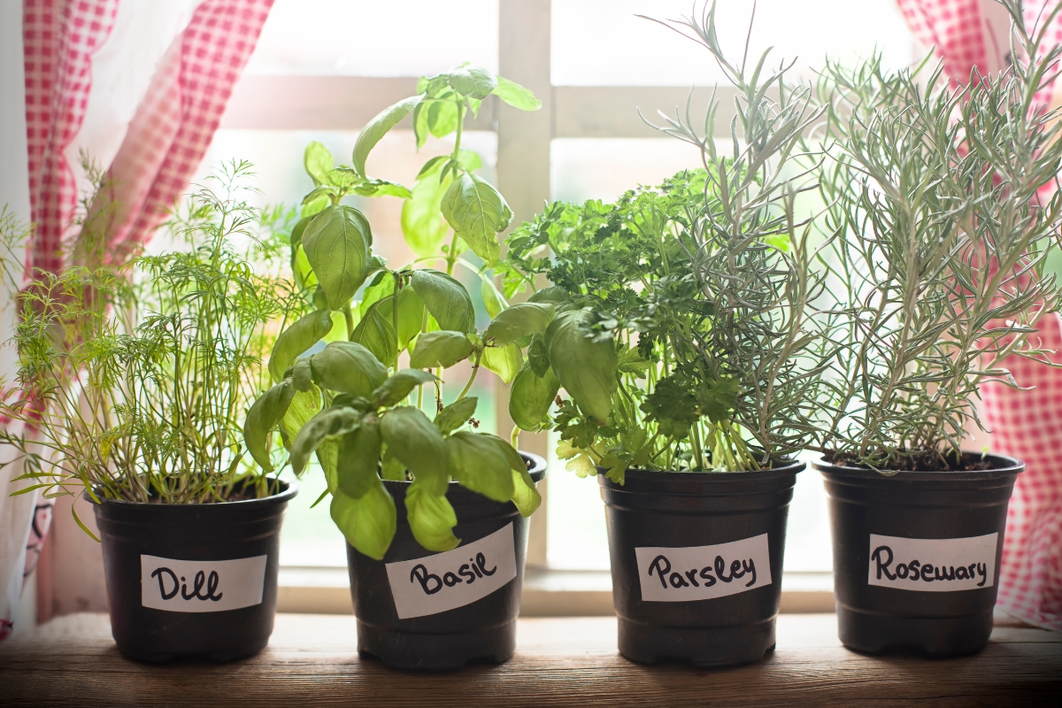 A row of four herbs growing in pots on a windowsill, labelled from left to right: Dill,Basil, Parsley, Rosemary.